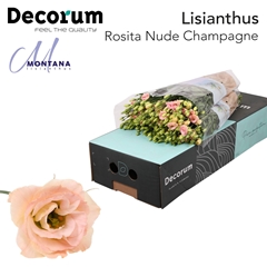 Eustoma Double Rosita Champagne 70cm