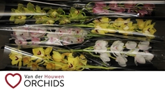 Cymbidium Mix 70cm