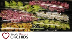 Cymbidium Mix 80cm