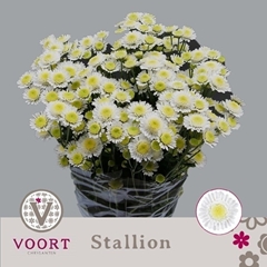 Chrysanth Spray Stallion 70cm 80gr.