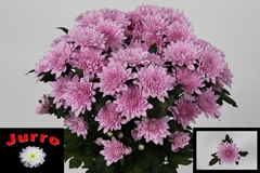 Chrysanth Spray Veronica 70cm 95gr.