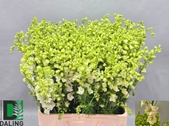 Consolida Regalis Qis White 70cm