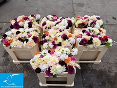 Dahlia Mix Per Bunch 45cm