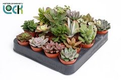 Echeveria Mix 5Ø 10cm