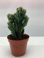 Cereus Pe Mons 8Ø 9cm