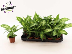 Dieffenbachia Compacta 9Ø 30cm
