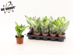 Dieffenbachia Camilla 12Ø 30cm