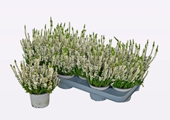 Calluna WiBo's Weiss 11Ø 18cm