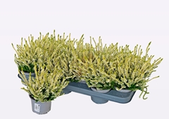 Calluna WiBo's Gelb 11Ø 18cm