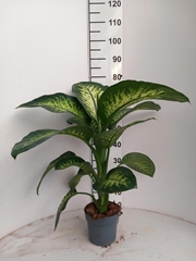 Dieffenbachia Tropic Snow 17Ø 60cm