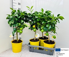 Citrus Meyer 21Ø 70cm