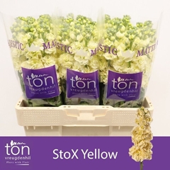 Matthiola Phantom Cream 55cm