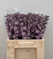 Delphinium Double Dewi Flamingo 60cm