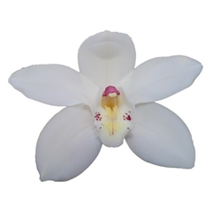 Cymbidium Early White 50cm