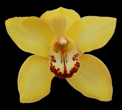 Cymbidium Yellow Cab 60cm