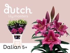 Lily Oriental Dalian 95cm 5+