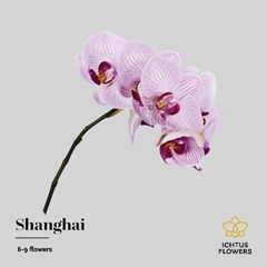 Phalaenopsis Shanghai 45cm 7+