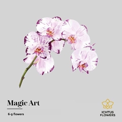 Phalaenopsis Magic Art 45cm 7+