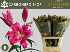Lily Oriental Carbonera 90cm 3+