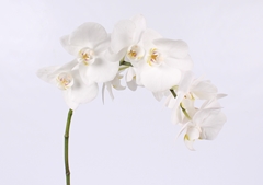 Phalaenopsis Paisley 55cm 7+