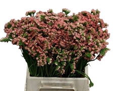 Limonium Sinuatum Royal Orange 45cm 10gr.