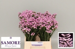Limonium Sinuatum Rosella Sun Birds 45cm 10gr.