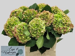 Hydrangea Verena Classic 80cm 18-20cm Hd