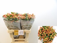 Hypericum Magical Royal Princess 60cm