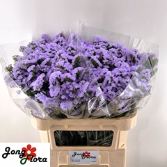 Limonium Sinuatum Mermaid Wings 75cm 40gr.