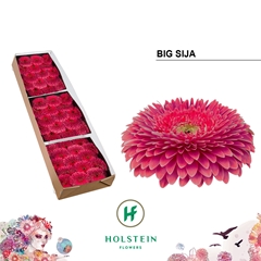 Gerbera Sphere Big Sija 45cm 10cm Hd