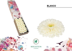Gerbera Mini Sphere Blanco 45cm 7cm Hd