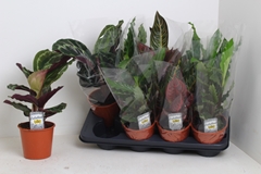 Calathea Mixed 3 Varietys 14Ø 40cm