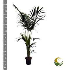 Howea Forsteriana 21Ø 180cm