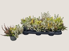 Calluna Garden Girls Trio Girls 11Ø 20cm