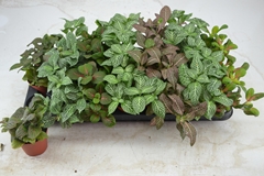 Fittonia Mix 7 Colours 8Ø 15cm