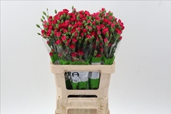 Dianthus Spray Pigeon 65cm