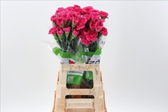 Dianthus Single Mozart 70cm