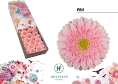 Gerbera Fem 45cm 10cm Hd