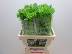 Moluccella 60cm