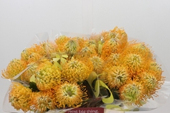 Leucospermum Jelena 40cm