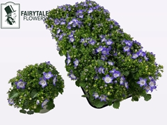 Campanula Fancy Mee 10Ø 20cm