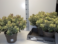 Hebe Andersonii Variegata 23Ø 35cm