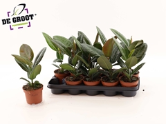 Ficus Robusta 12Ø 37cm