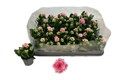 Kalanchoe Double Rose Flowers Harlow 6Ø 12cm