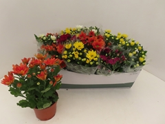 Chrysanth Mix 6 Mix 12Ø 25cm