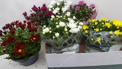 Chrysanth Mix 6 Mix 23Ø 27cm