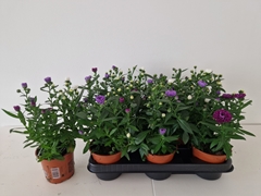 Aster Victoria Mix 11Ø 25cm