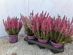 Calluna Beauty Ladies Michelle 12Ø 24cm