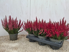 Calluna Beauty Ladies Selly 12Ø 24cm