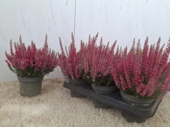 Calluna Vulgaris Beauty Ladies Sabella 12Ø 22cm